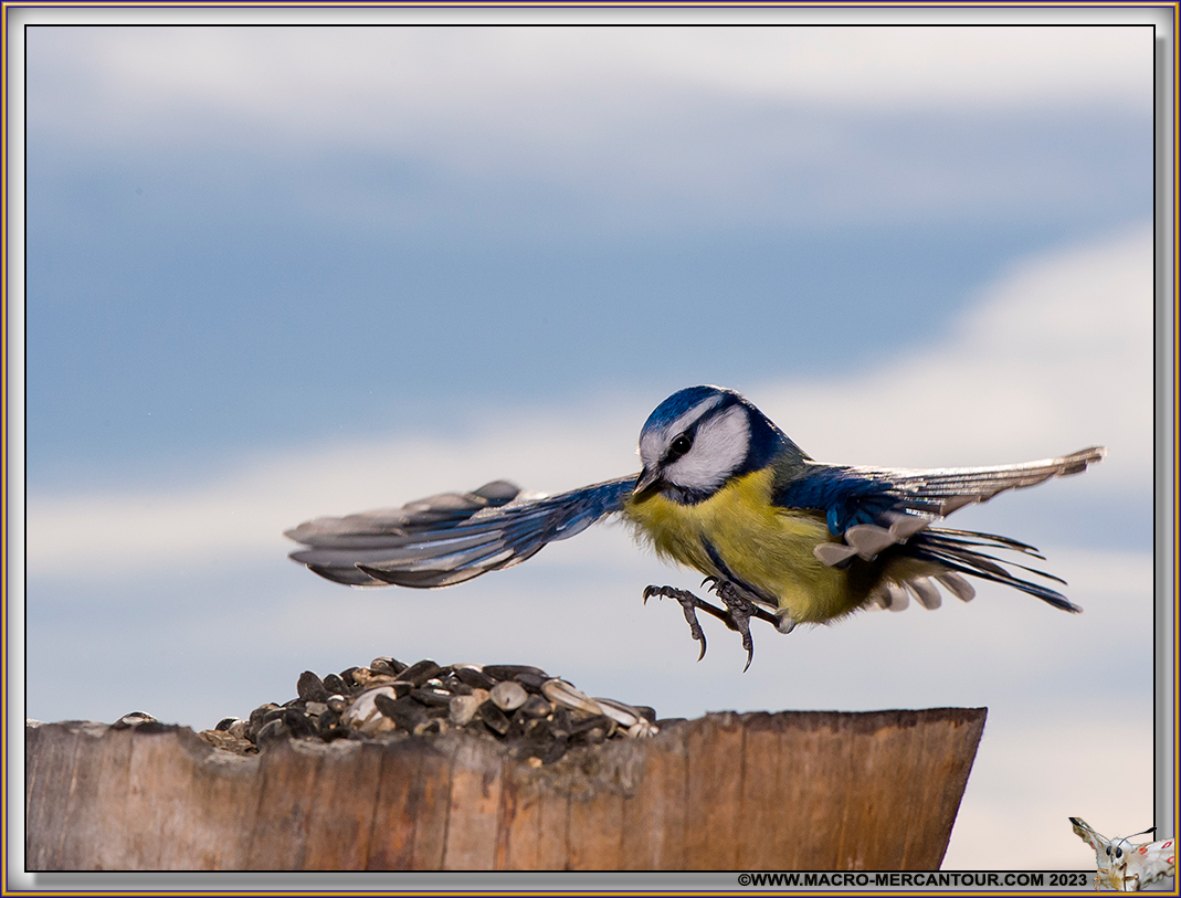 Mésange bleue